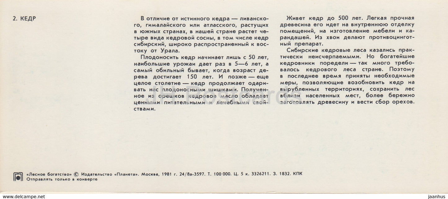 Zeder – Waldreichtum – 1981 – Russland UdSSR – unbenutzt