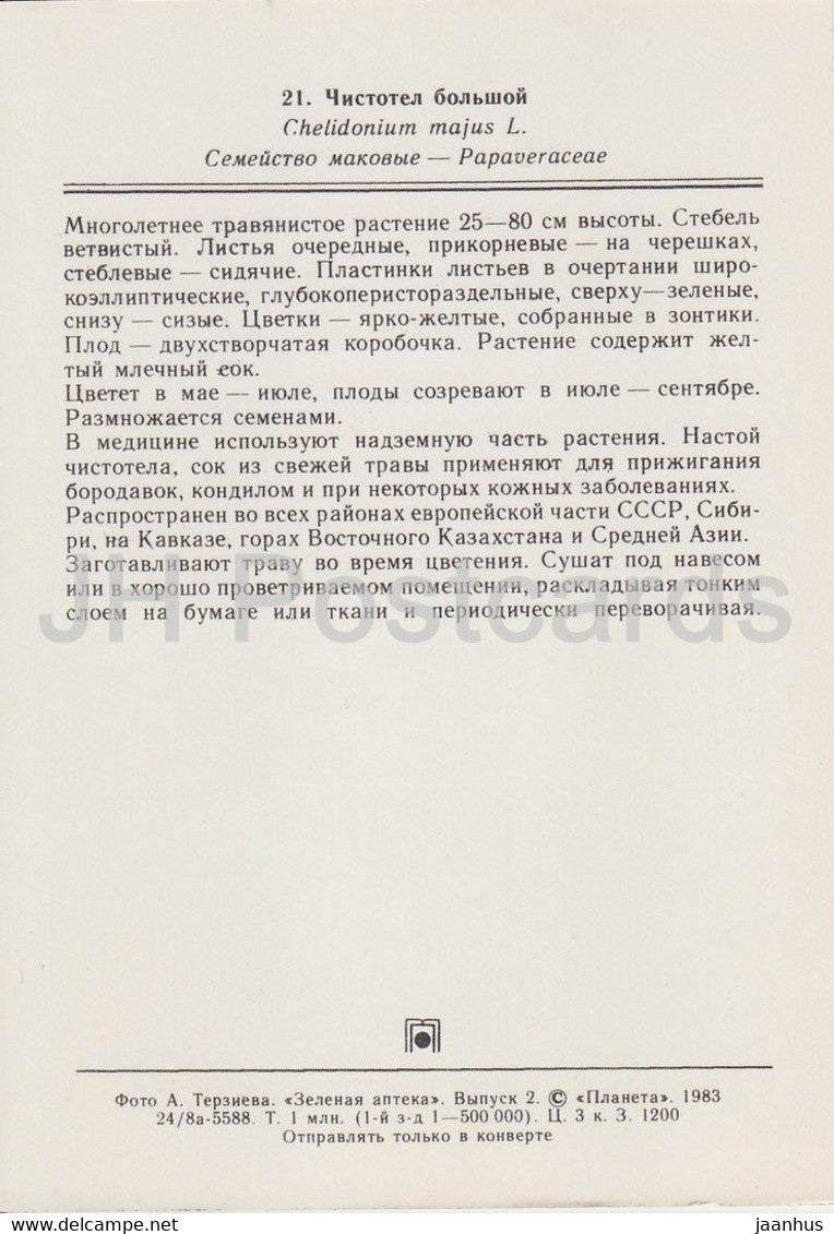 Schöllkraut - Chelidonium majus - Heilpflanzen - 1983 - Russland UdSSR - unbenutzt