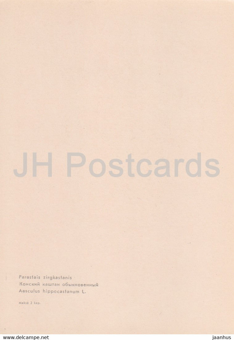 European horse-chestnut - Aesculus hippocastanum - plants - flowers - Latvia USSR - unused