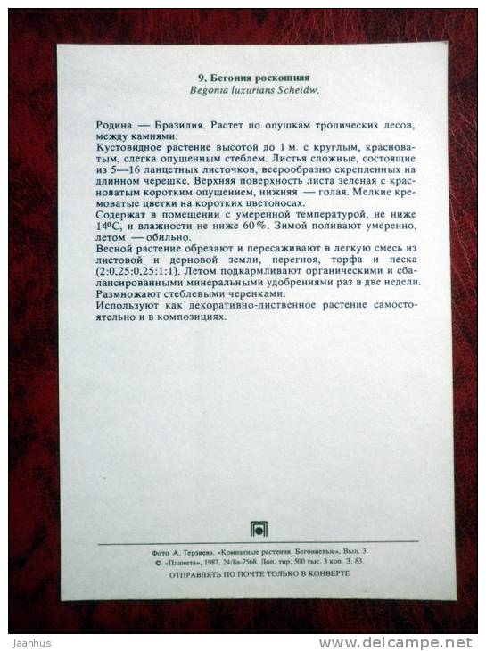 Palm-leaf Begonia - Begonia luxurians - flowers - 1987 - Russia - USSR - unused - JH Postcards