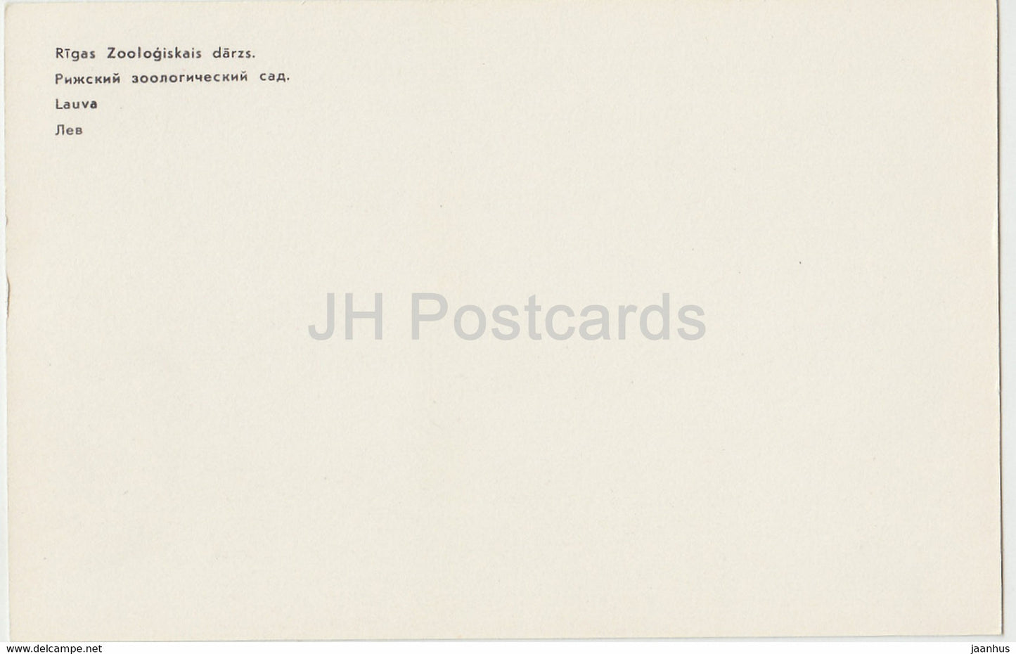Lion - Riga Zoo - Latvia USSR - unused