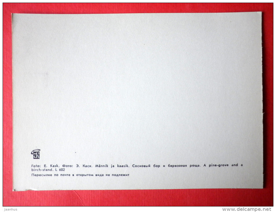 A Pine-Grove and a Birch Stand - Estonia USSR - unused - JH Postcards