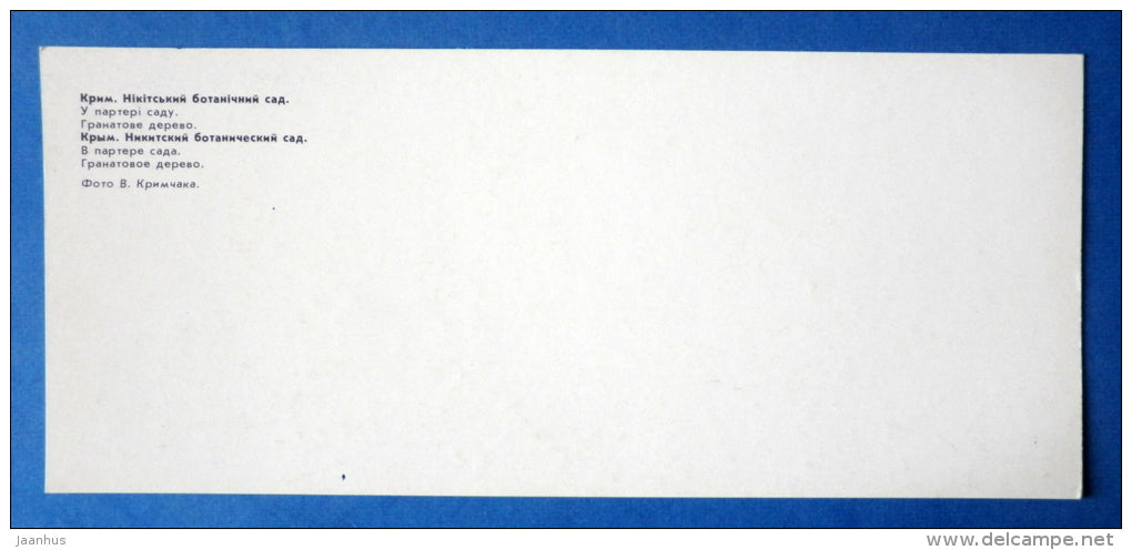 pomegranate , Punica - Nikitsky Botanical Garden - 1981 - Ukraine USSR - unused - JH Postcards