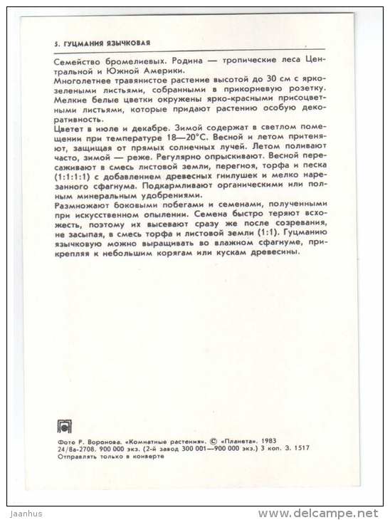 Scarlet Star - Guzmania lingulata - houseplants - flowers - 1983 - Russia USSR - unused - JH Postcards