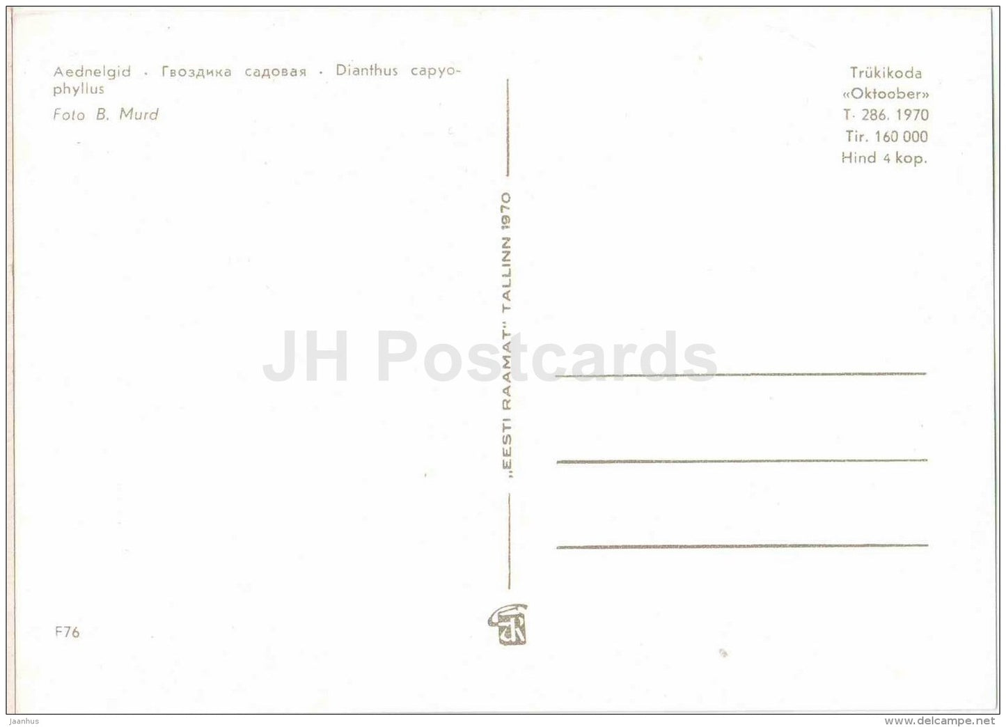 Carntion - Dianthus caryophyllus - flowers - 1970 - Estonia USSR - unused - JH Postcards