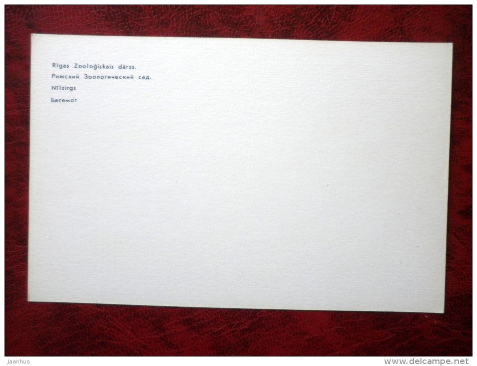 hippopotamus - Riga Zoo - animals - 1980 - Latvia USSR - unused - JH Postcards