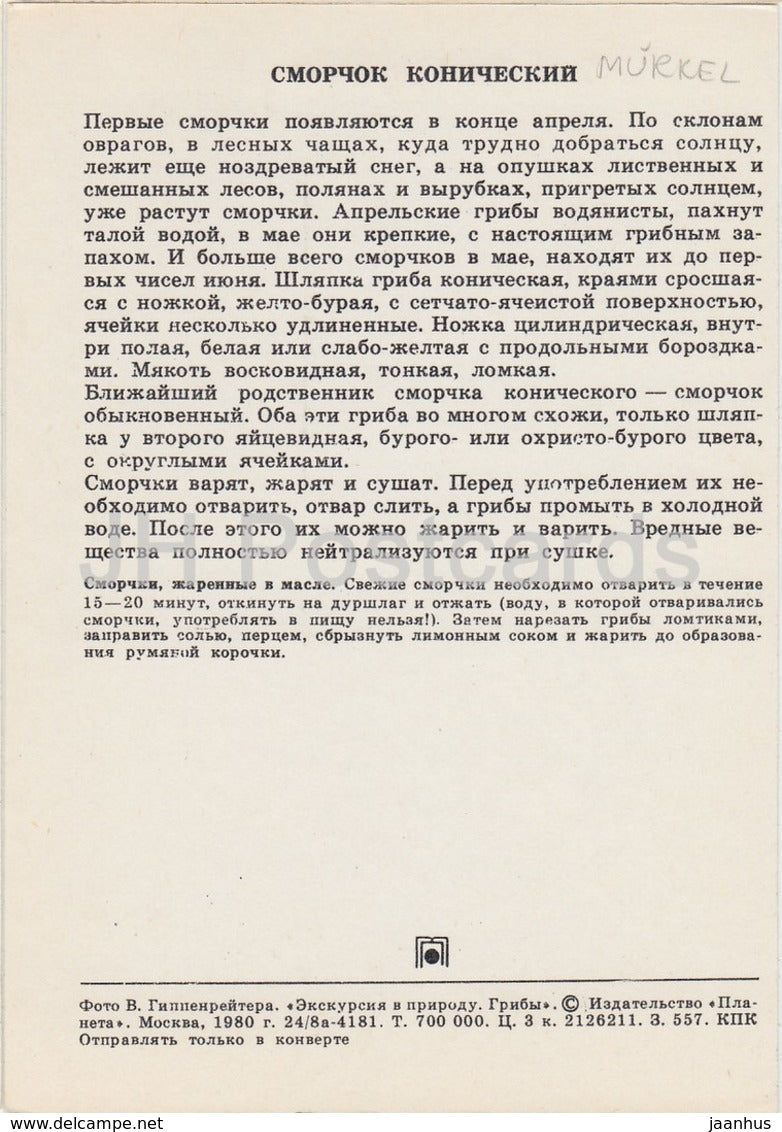 Black Morel Mushroom - Morchella conica - Mushrooms - 1980 - Russia USSR - unused - JH Postcards