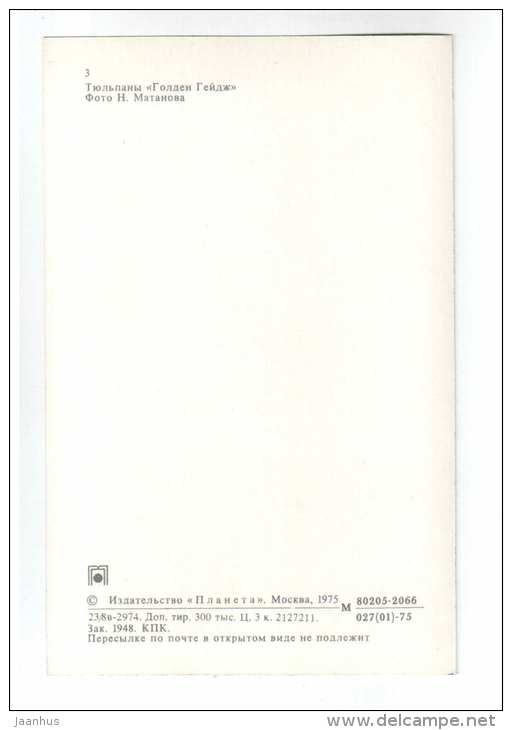 Golden Gadge - Tulips - flowers - 1975 - Russia USSR - unused - JH Postcards