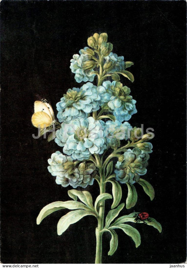 painting by Barbara Regina Dietzsch - Gefullte Levkoje - flowers Double Stock Flower German art - 1980 - Germany - used - JH Postcards