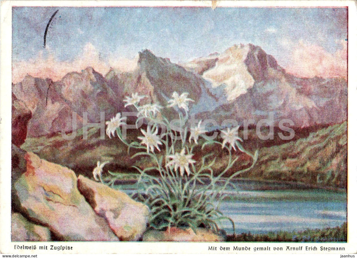 painting by Arnulf Erich Stegmann - Edelweiss with Zugspitze - Edelweiss mit Zugspitze - 1951 - Germany - used - JH Postcards