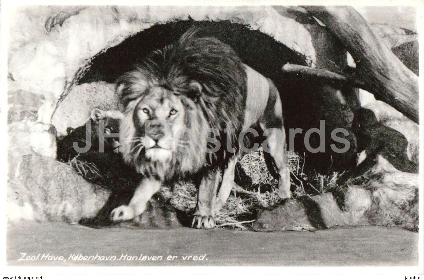 Zoo Copenhagen - lion is angry - lion zoo - Zool Have - 86033 - old postcard - 1950s - Denmark - used - JH Postcards