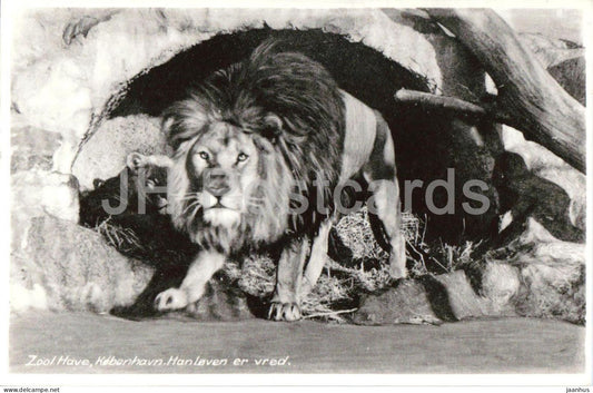 Zoo Copenhagen - lion is angry - lion zoo - Zool Have - 86033 - old postcard - 1950s - Denmark - used - JH Postcards