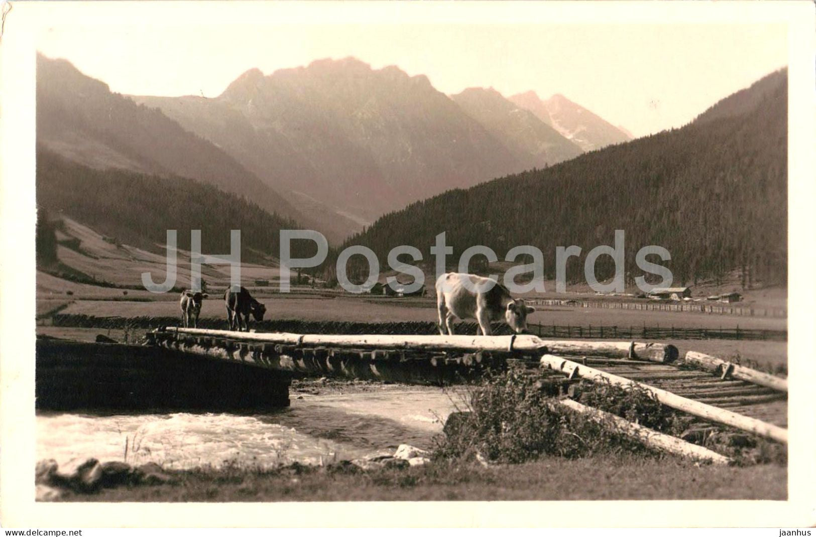 Hochtal Gerlos 1246 m - Tirol - Blick ins Schonachtal - animals - cow - 88823 - old postcard - 1943 - Austria - used - JH Postcards