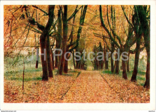 Petrovskoye - Alley of dwarf lindens - 1963 - Russia USSR - unused - JH Postcards