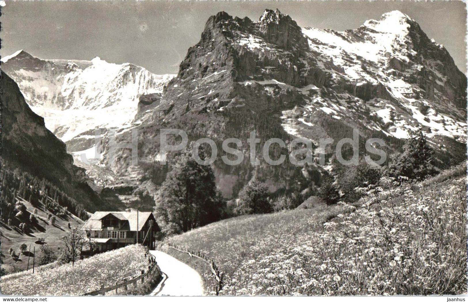 Grindelwald - Fiescherwand mit Eiger - mountains - Alps - meadow - 2153 - old postcard - Switzerland - unused - JH Postcards