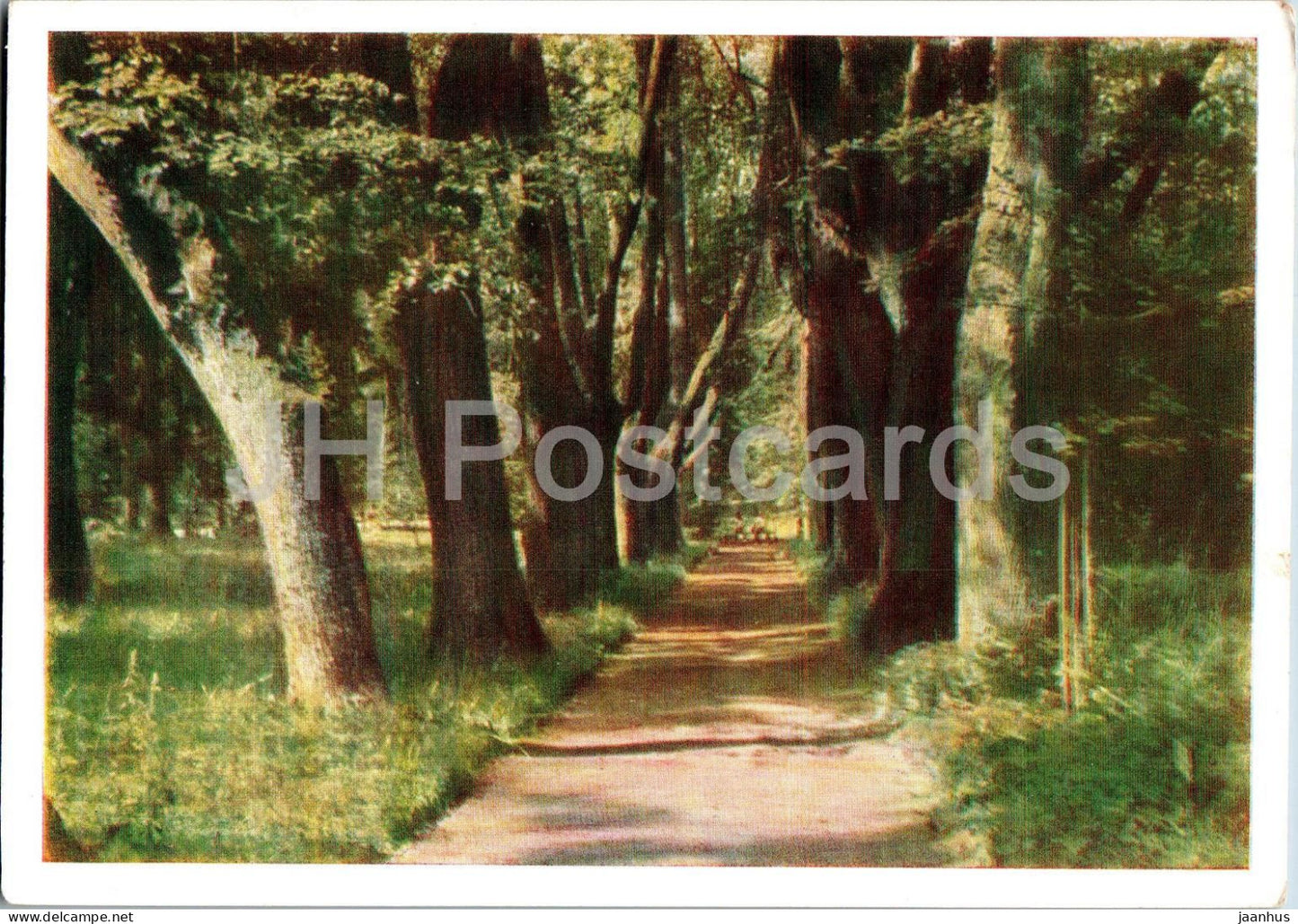 Mikhaylovskoye - Linden Alley - 1963 - Russia USSR - unused - JH Postcards