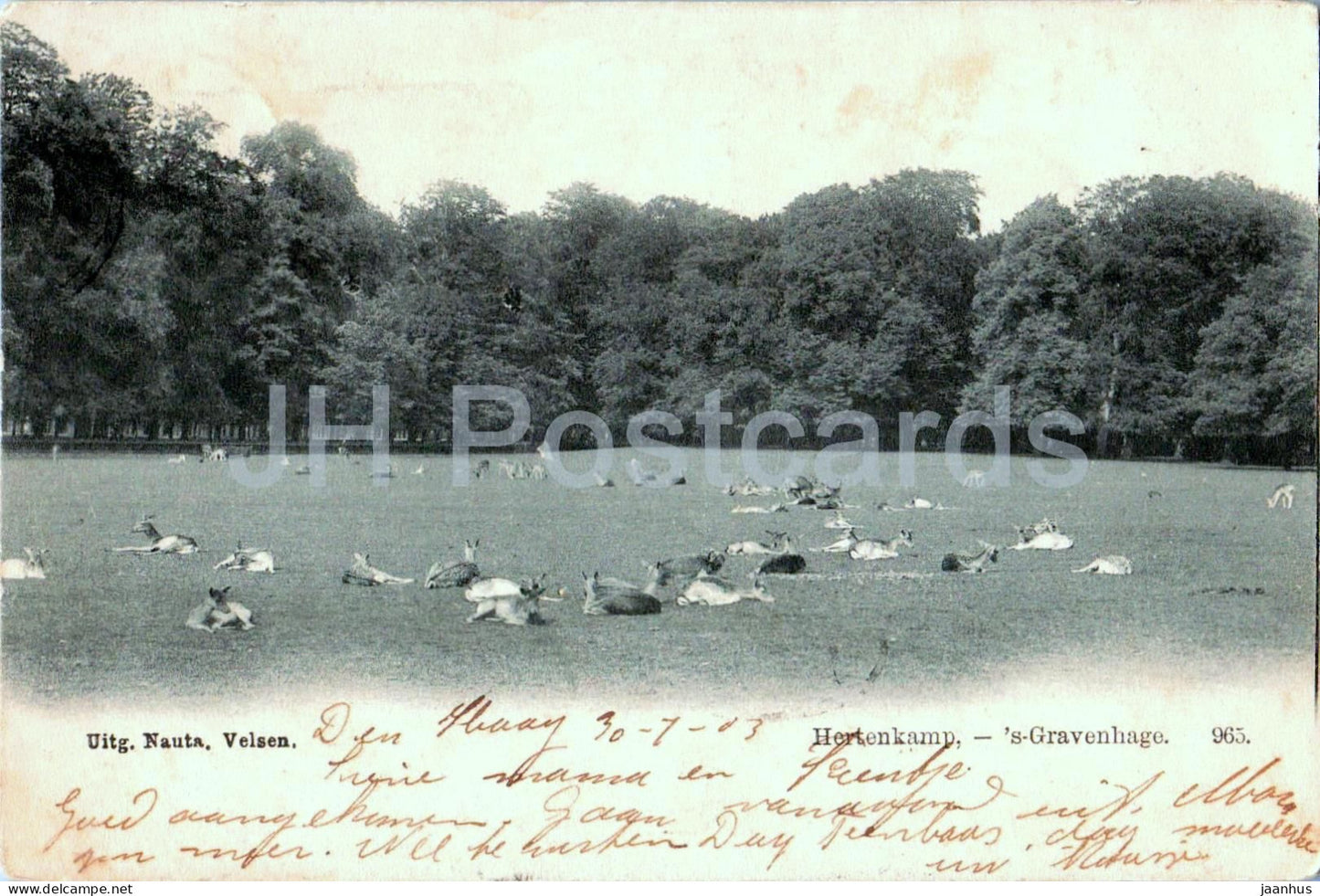Den Haag - Hague - Hertenkamp - Deer Park - deer - animals - 965 - old postcard - 1903 - Netherlands - used - JH Postcards