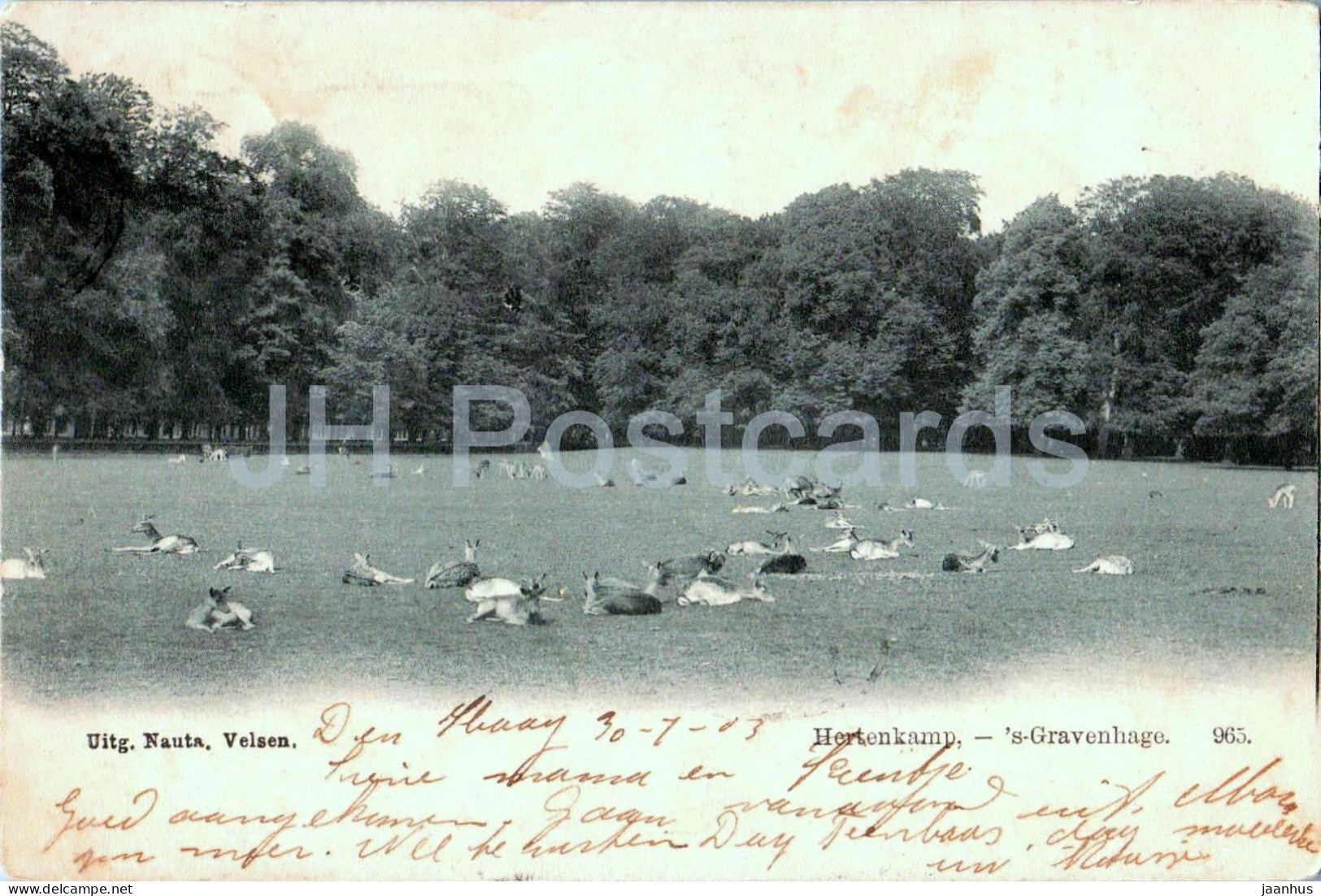 Den Haag - Hague - Hertenkamp - Deer Park - deer - animals - 965 - old postcard - 1903 - Netherlands - used - JH Postcards