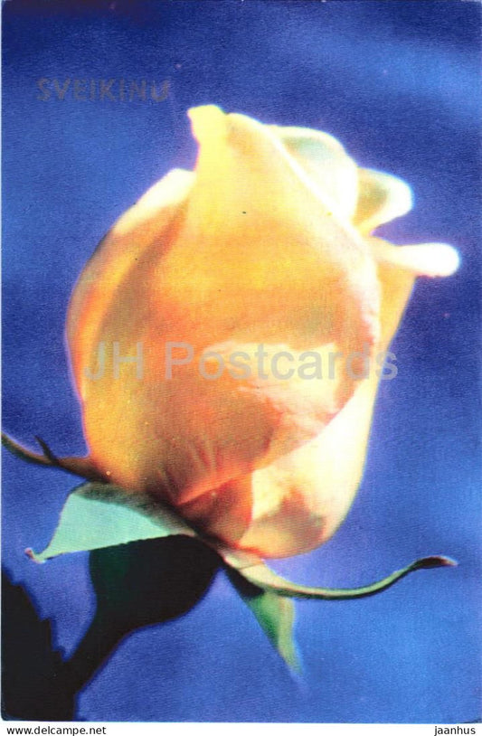 Greeting Card - Sveikinu - yellow rose - Congratulations - flowers - Lithuania USSR - unused - JH Postcards