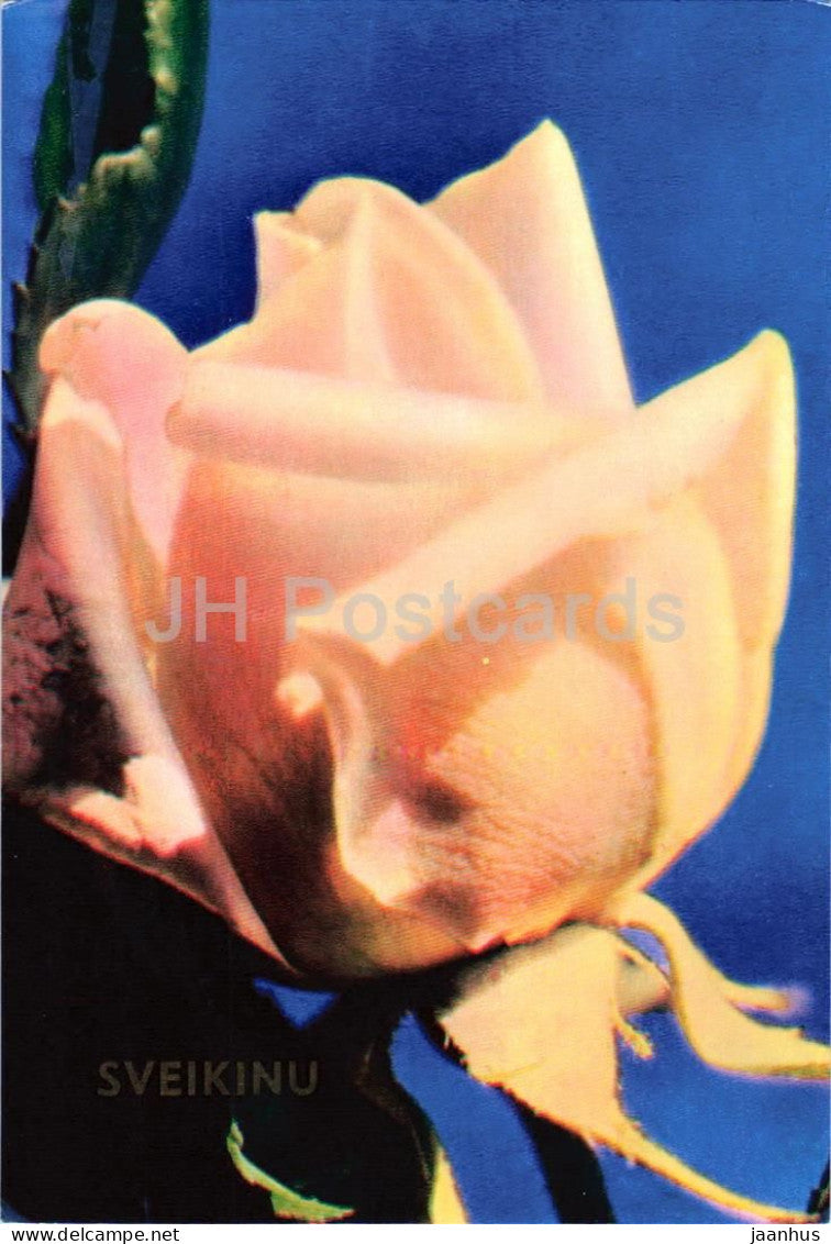 Greeting Card - Sveikinu - pink rose - Congratulations - flowers - Lithuania USSR - unused - JH Postcards