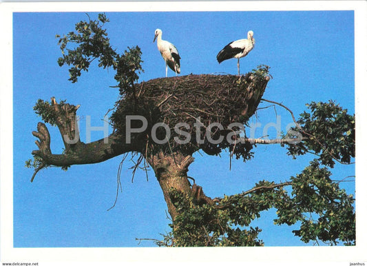 White Stork - Ciconia ciconia - birds - 1981 - Russia USSR - unused - JH Postcards