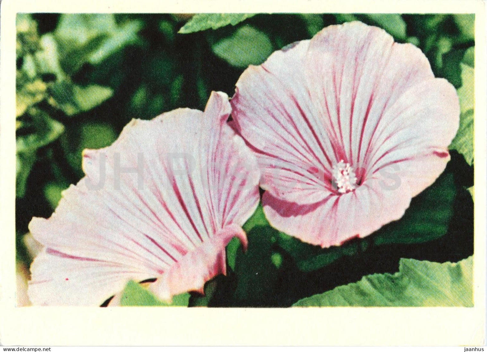Lavatera - flowers - 1962 - Latvia USSR - unused - JH Postcards