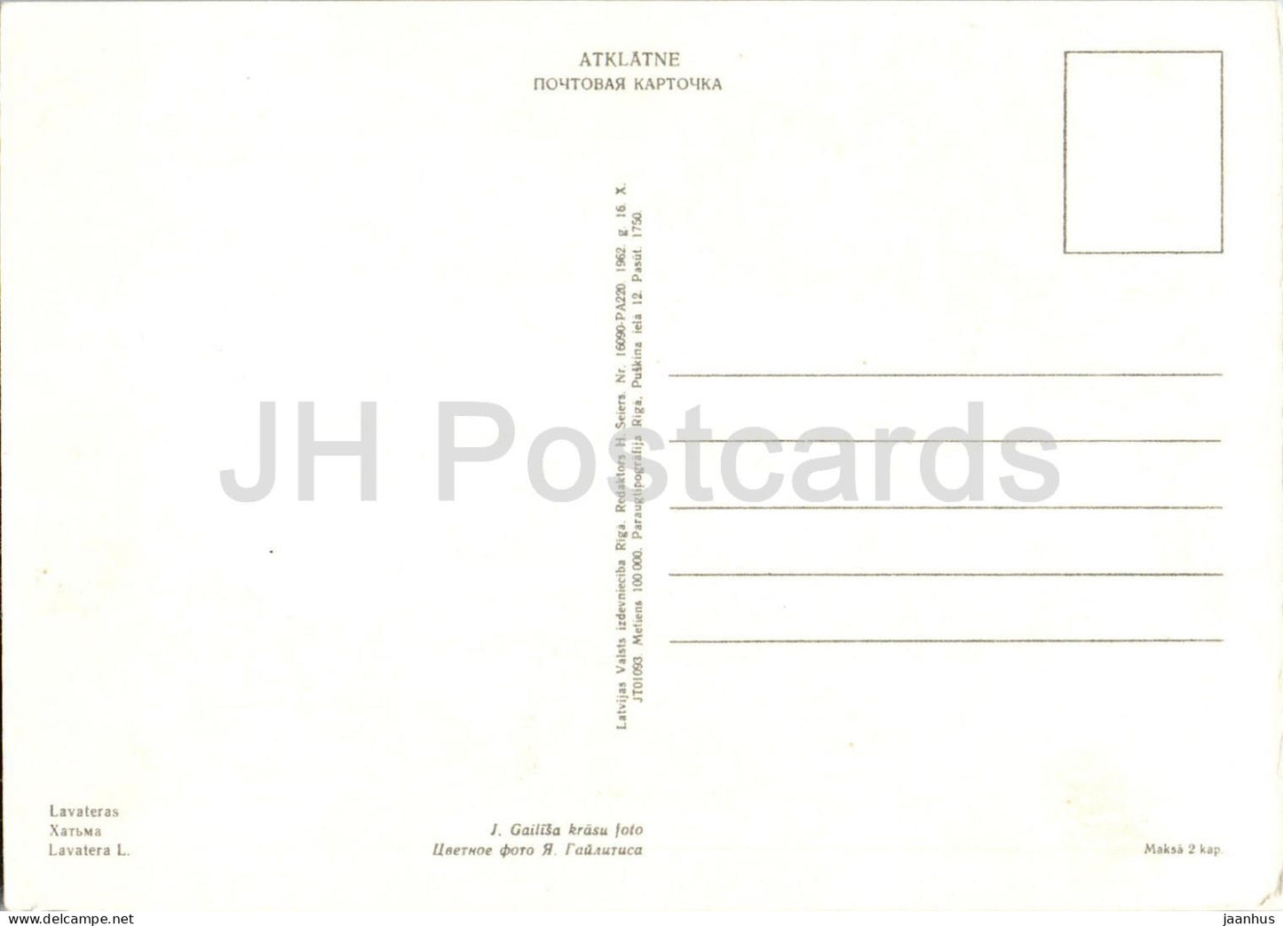 Lavatera - flowers - 1962 - Latvia USSR - unused