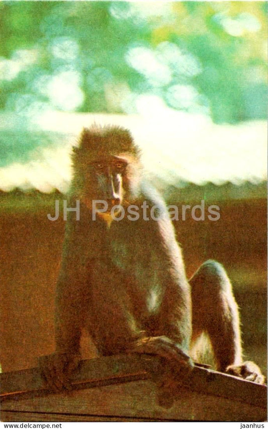 Riga Zoo - Mandrill - Mandrillus sphinx - monkey - animals - 1 - Latvia USSR - unused - JH Postcards