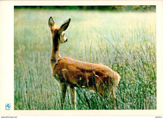 Carpathian Mountains - Karpaty - In reservation - deer - 1962 - Ukraine USSR - unused - JH Postcards
