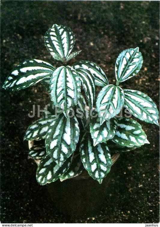 Houseplants - Aluminium plant - Pilea cadierei - flowers - 1986 - Russia USSR - unused - JH Postcards