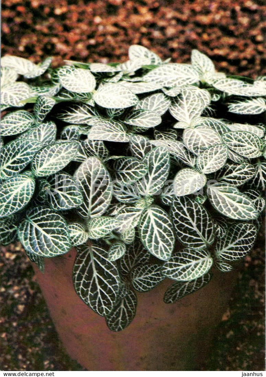 Houseplants - Nerve plant - Fittonia argyroneura - flowers - 1986 - Russia USSR - unused - JH Postcards