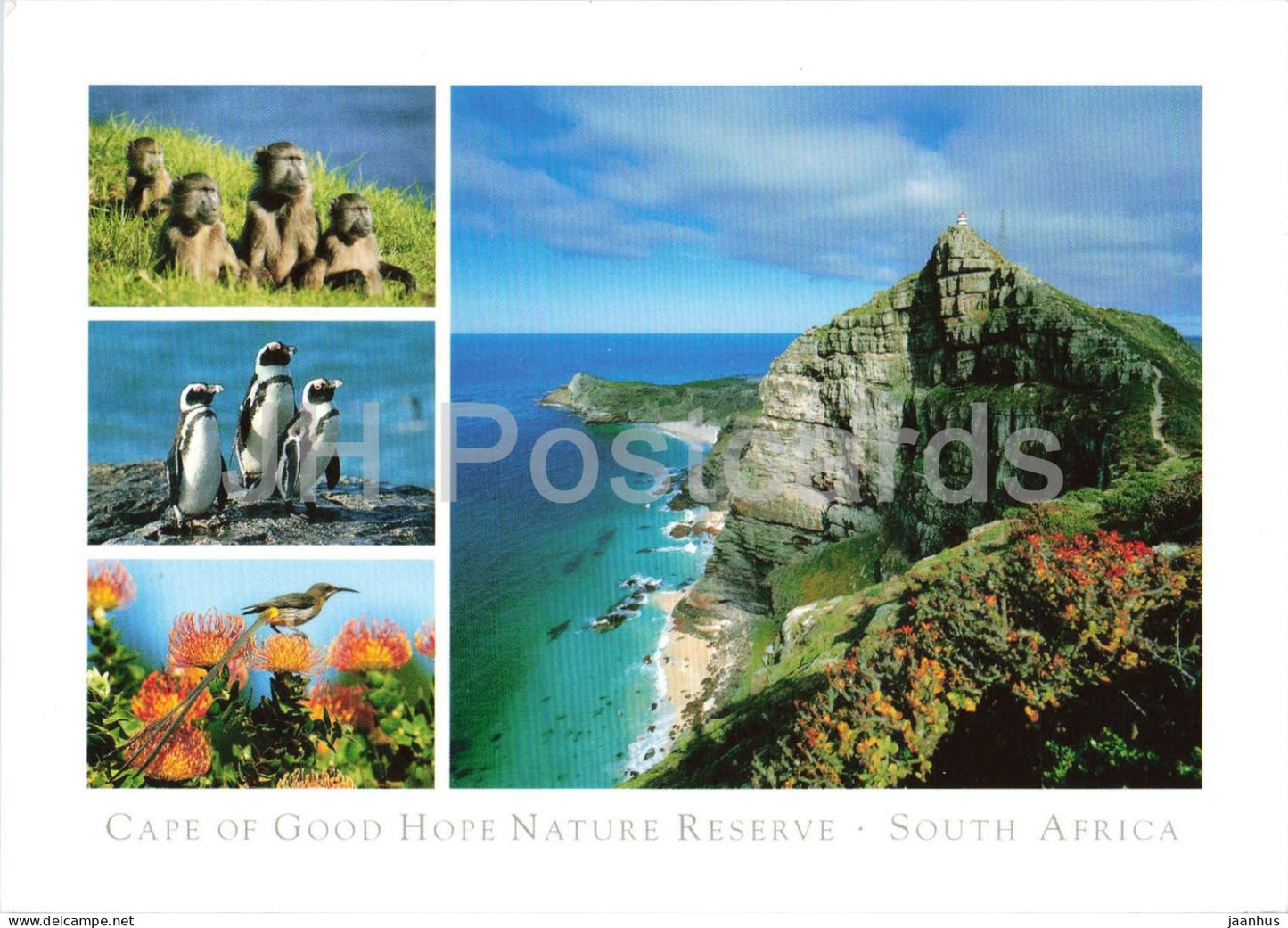 Cape of Good Hope - Nature Reserve South Africa - baboons penguins coast - birds - 2012 - South Africa - used - JH Postcards