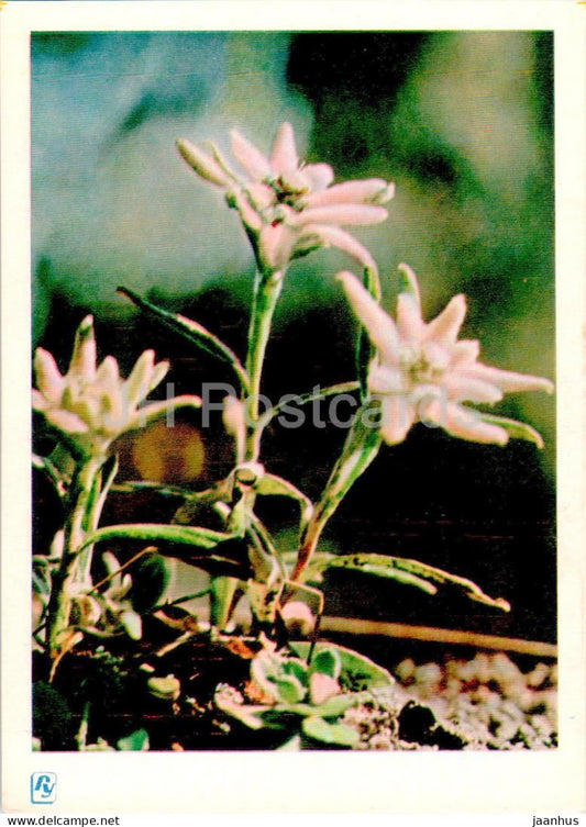 Carpathian Mountains - Karpaty - Flower of Love Edelweiss - 1962 - Ukraine USSR - unused - JH Postcards