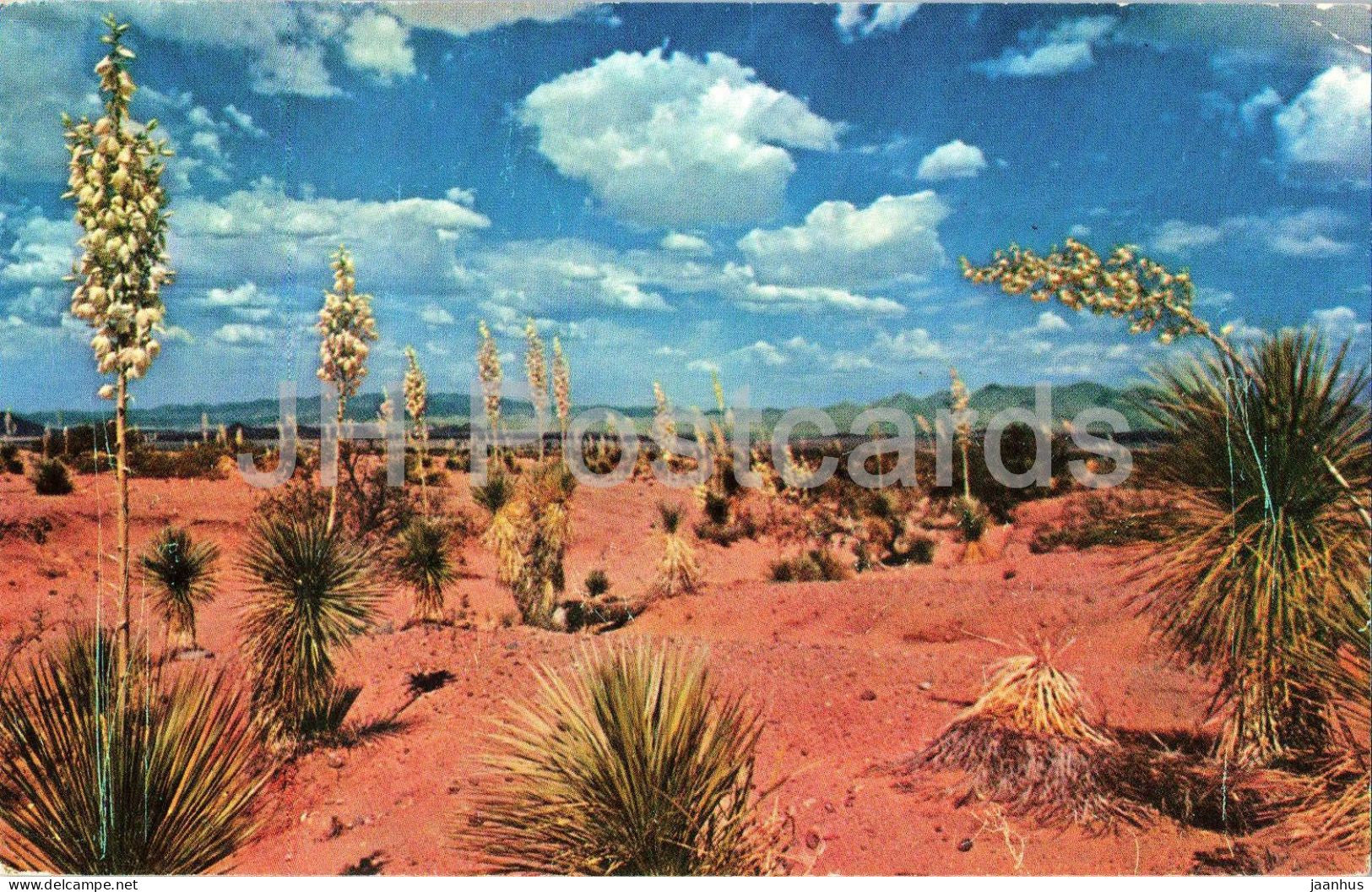 Desert Yucca - New Mexico State Flower  - 1965 - USA - used - JH Postcards