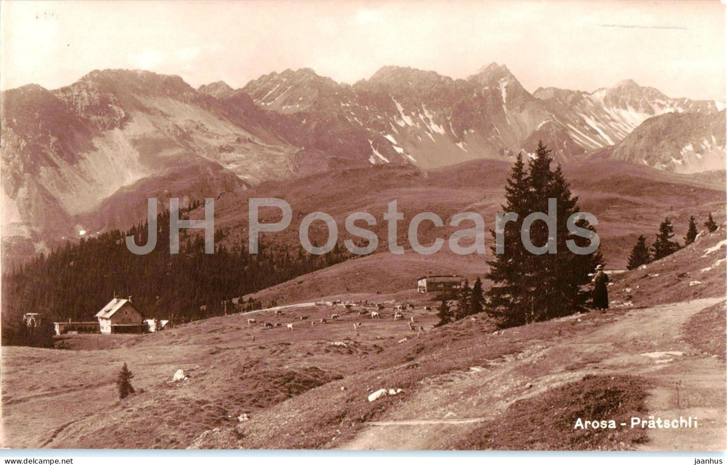 Arosa - Pratschli - Alps - pasture - cattle - mountain huts - old postcard - 1924 - Switzerland - used - JH Postcards