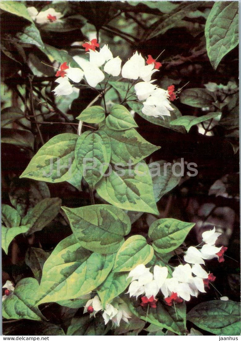 Houseplants - Bleeding-heart vine - Clerodendrum thomsonae - flowers - 1986 - Russia USSR - unused - JH Postcards