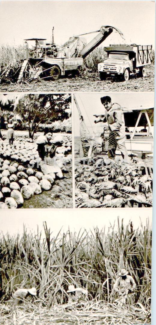 sugar cane harvesting - coconut harvest - on board the lobster boat - harvester - car - 1977 - Cuba - unused