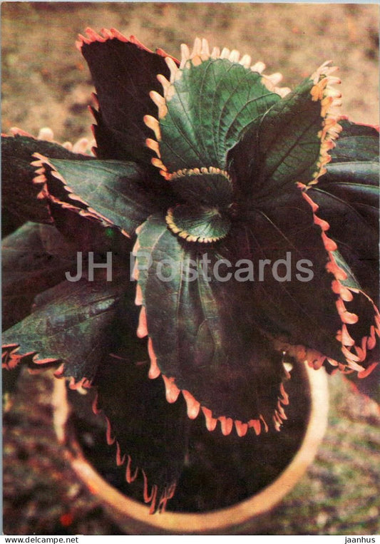 Houseplants - Copperleaf - Acalypha wilkesiana - flowers - 1986 - Russia USSR - unused - JH Postcards
