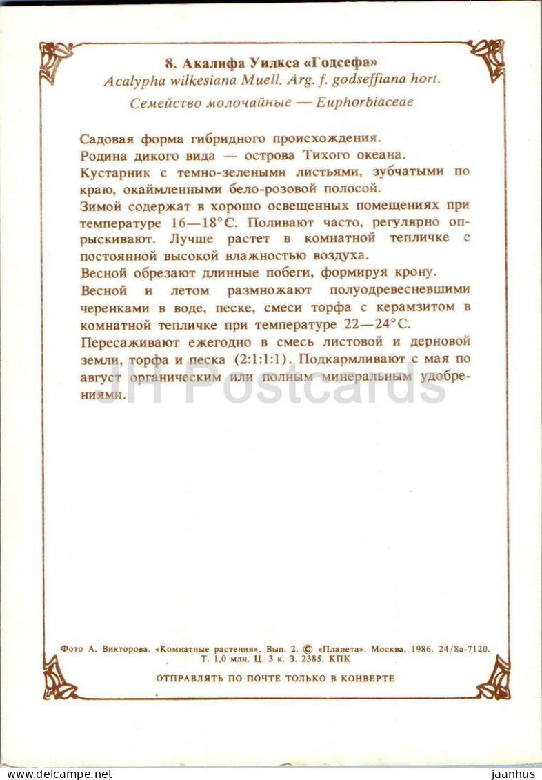Zimmerpflanzen – Kupferblatt – Acalypha wilkesiana – Blüten – 1986 – Russland (UdSSR) – unbenutzt