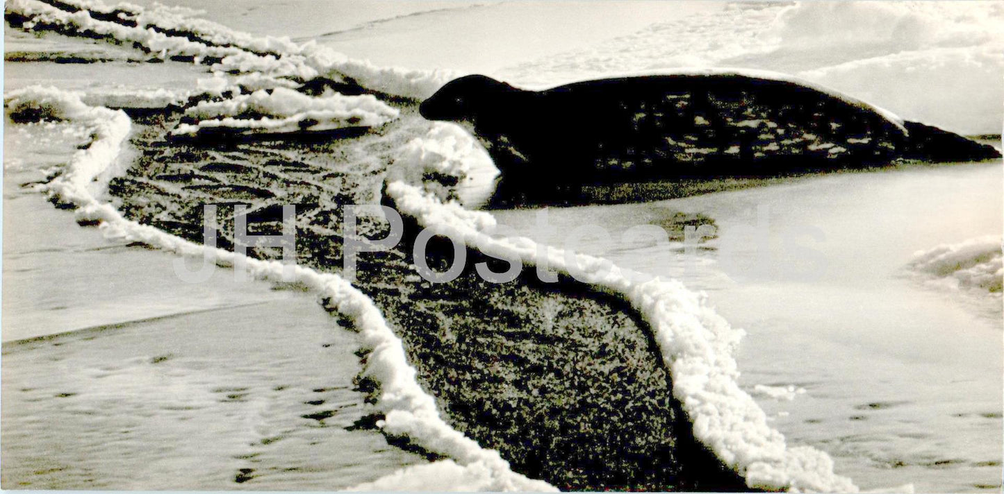 Polar Region - in the sunshine - seal - animals - 1972 - Russia USSR - unused