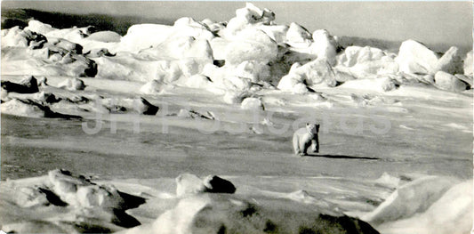 Région polaire - maître de l'Arctique - ours polaire - animaux - 1972 - Russie URSS - inutilisé 