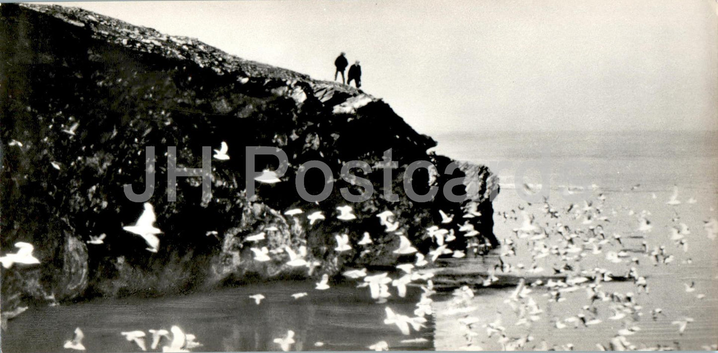 Polar Region - birds at Cape Chelyuskin - 1972 - Russia USSR - unused
