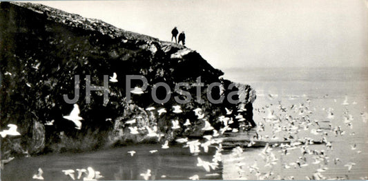 Polar Region - birds at Cape Chelyuskin - 1972 - Russia USSR - unused
