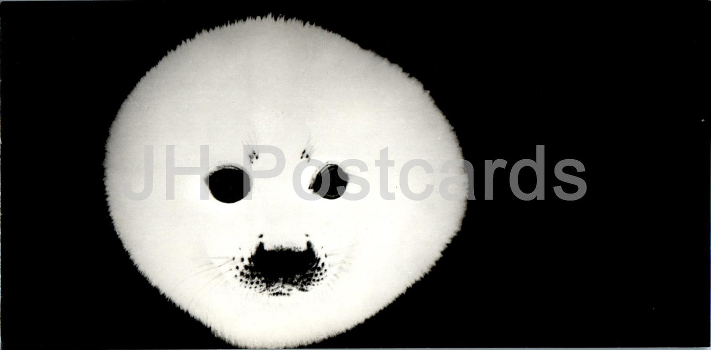 Polar Region - newborn seal - animals - 1972 - Russia USSR - unused