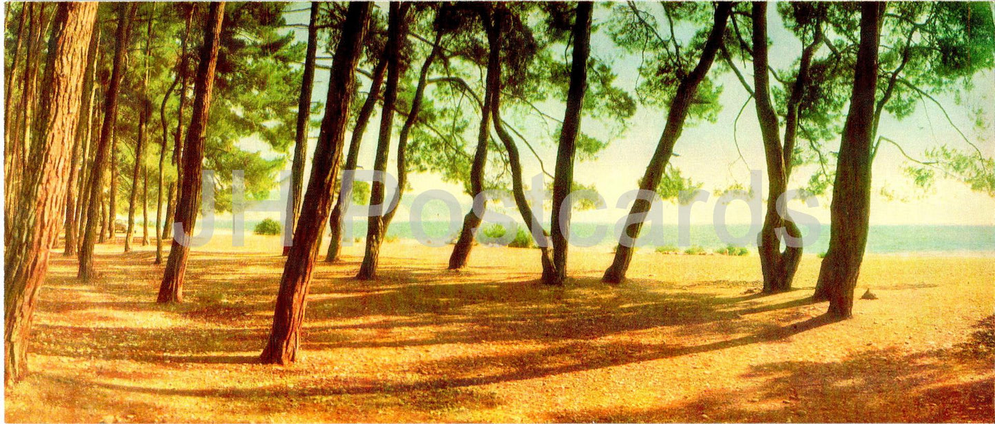 Pitsunda - Bichvinta - The Seashore - Abkhazie - 1969 - Géorgie URSS - inutilisé 