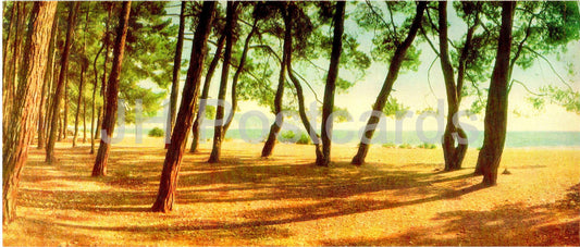 Pitsunda - Bichvinta - The Seashore - Abkhazie - 1969 - Géorgie URSS - inutilisé 