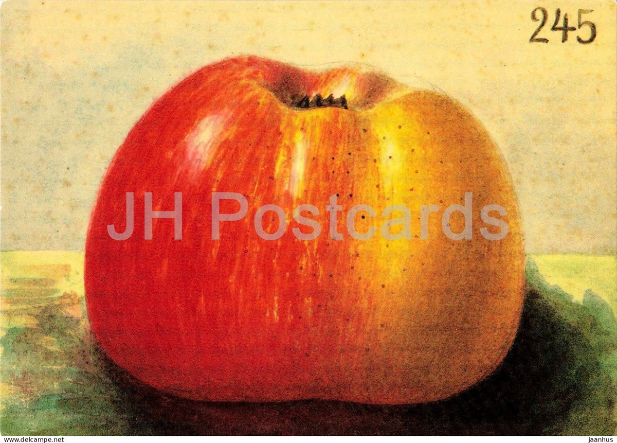 painting by Korbinian Aigner - apple No. 245 - Apfel und Birnen - 1990s - Germany - unused - JH Postcards