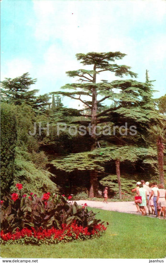 Nikitsky Botanical Garden - Cedar of Lebanon - Cedrus libani - Crimea - 1974 - Ukraine USSR - unused - JH Postcards