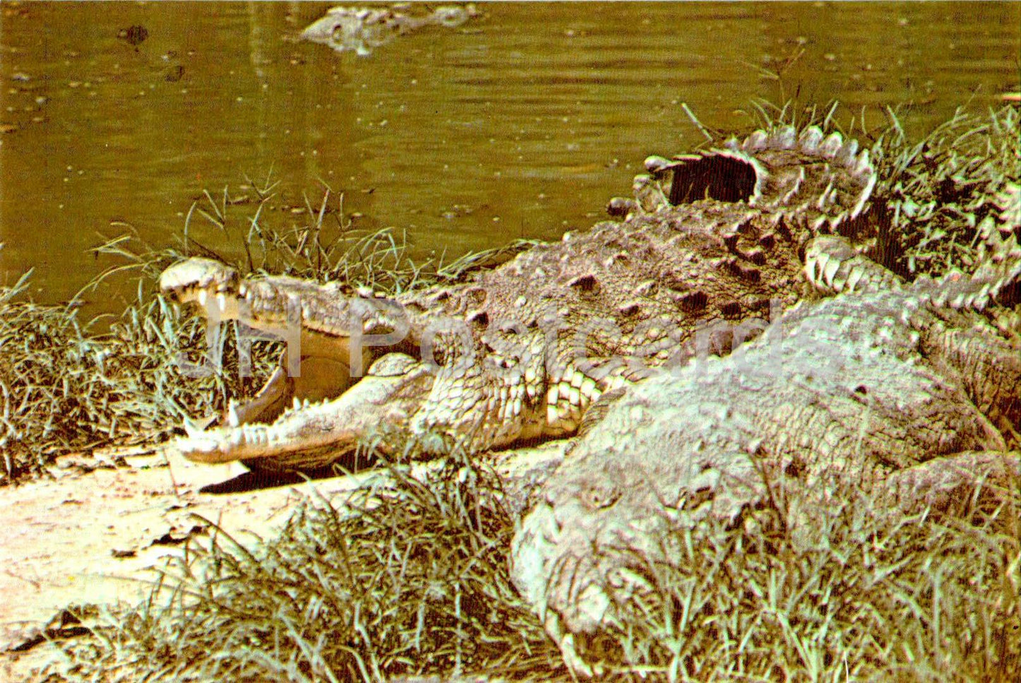 Crocodile américain - Crocodylus acutus - Zoo national - Cuba - inutilisé