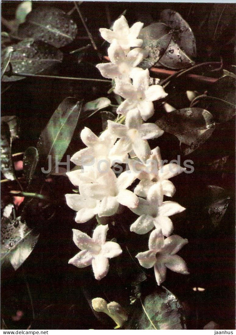 Houseplants - Madagascar jasmine - Stephanotis floribunda - flowers - 1986 - Russia USSR - unused - JH Postcards